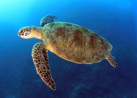 Ocean First - Sea Turtle