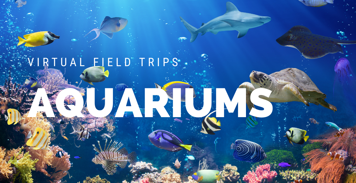 national aquarium virtual field trip